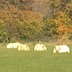 Charolias koeien, herfst
