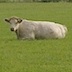 Liggende Charolais koeien in natuurgebied Ter Walslage, Sellingen
